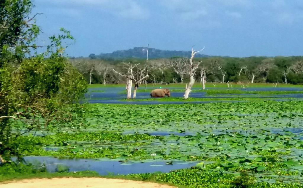 Amawin Resort Hambantota Luaran gambar